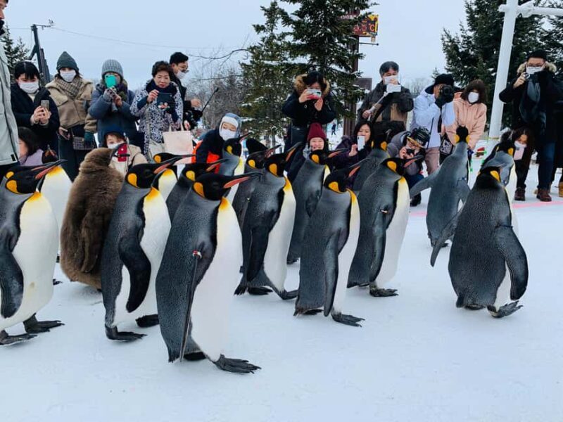 Hokkaido-2 Day Tour to Icebreaker Mombetsu and Asahiyama Zoo - An In-Depth Look at the 2-Day Hokkaido Tour