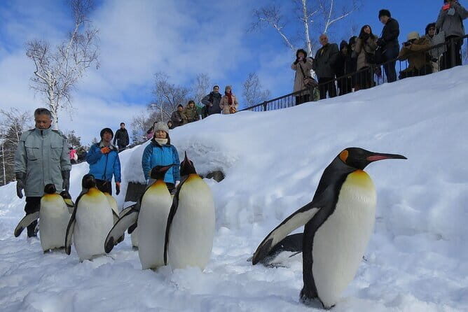 Hokkaido Asahiyama Zoo and Blue Pond Elf Terrace Day Trip - An Honest Look at the Hokkaido Asahiyama Zoo and Blue Pond Elf Terrace Day Trip