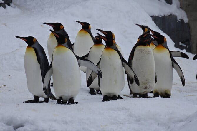 Hokkaido Asahiyama Zoo and Blue Pond Elf Terrace Day Trip - Key Points