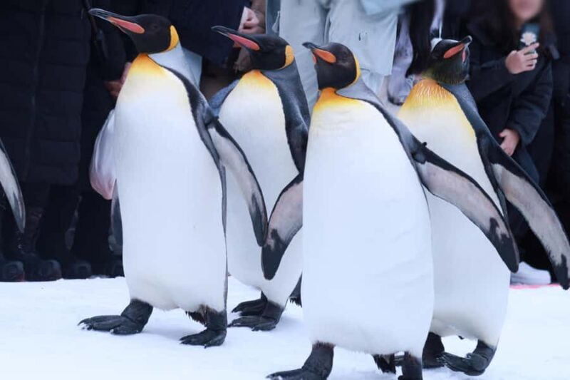 Hokkaido Asahiyama Zoo& Biei Blue pond Tour with Local Guide - Exploring What You Can Expect