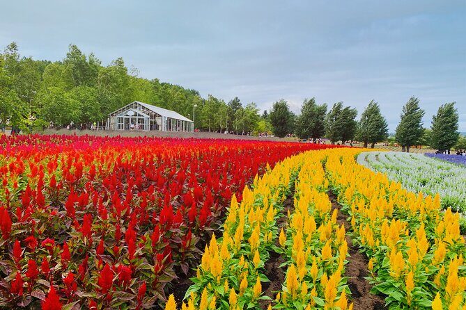 Hokkaido Asahiyama Zoo, Biei & Ningle Terrace Day Tour | Hokkaido - FAQ