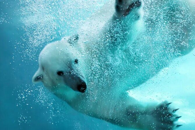 Hokkaido Asahiyama Zoo Blue Pond Ningle Terrace Day trip - The Itinerary in Detail