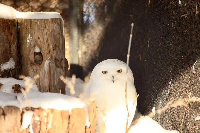 Hokkaido Asahiyama Zoo Blue Pond Ningle Terrace Day trip - What Travelers Love (and Sometimes Not)