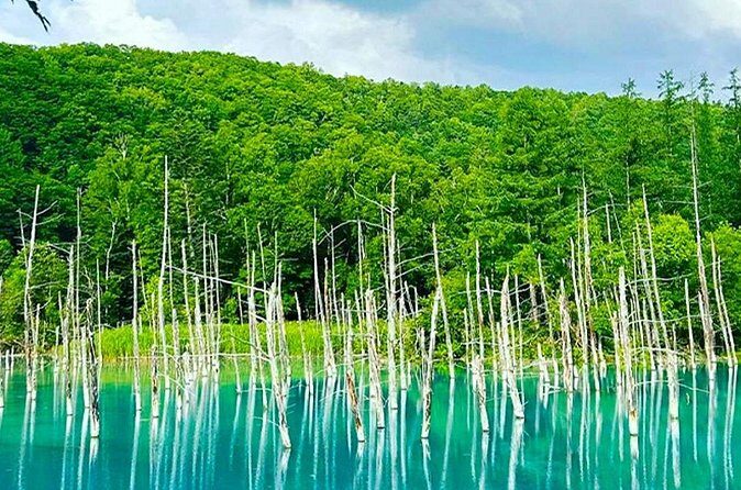 Hokkaido Farm Tomita Shikisai Hill Waterfall& Blue Pond Day Tour - Final Thoughts
