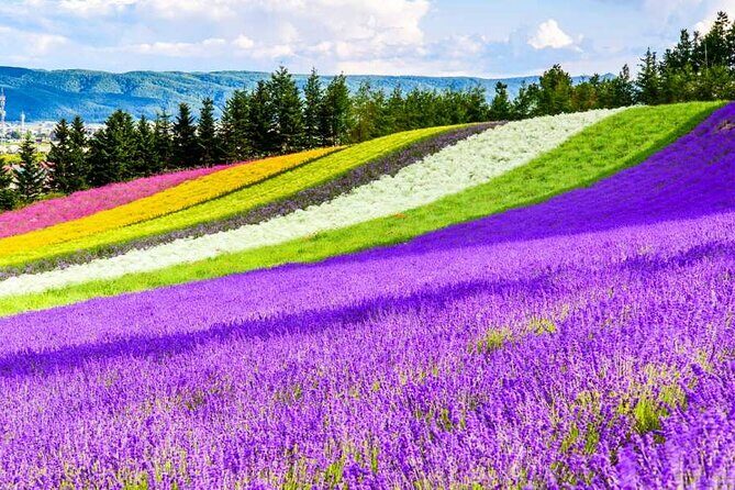 Hokkaido Flowers and Blue Pond Tour - An In-Depth Look at the Itinerary