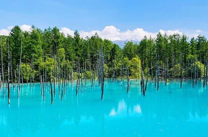 Hokkaido Flowers and Blue Pond Tour - Final Thoughts