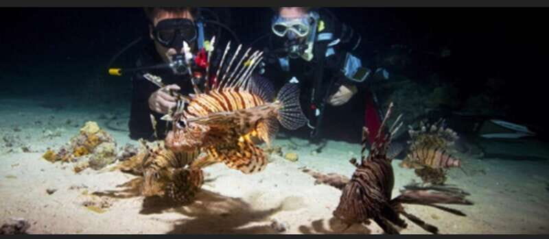Hol Chan Marine Park night dive - Introduction to Belize’s Marine Treasures