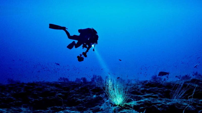 Hol Chan Marine Park night dive - What the Tour Entails