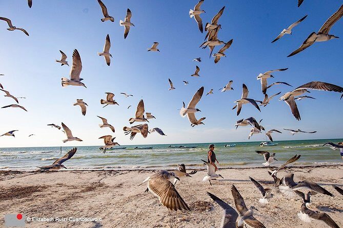 Holbox, all its beauty in 1 day (round trip, lunch and guided visit included) - An In-Depth Look at the Tour Itinerary