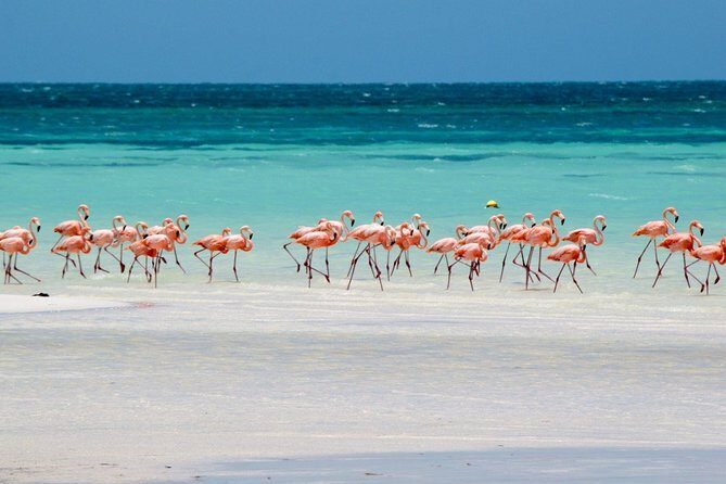 Holbox, all its beauty in 1 day (round trip, lunch and guided visit included) - Who Should Consider This Tour?