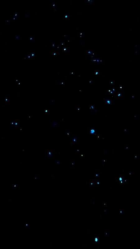 Holbox: Bioluminescence by Kayak and Stargazing. - FAQ