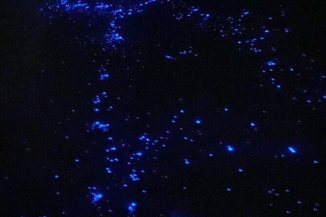 Holbox Guided Bioluminescence Tour with pick up - Why This Tour Works