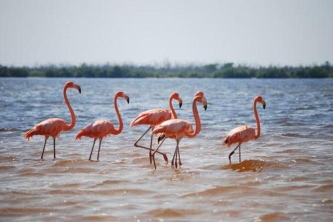 HOLBOX ISLAND TOUR - from Holbox (Private) - The Details of the Holbox Island Tour