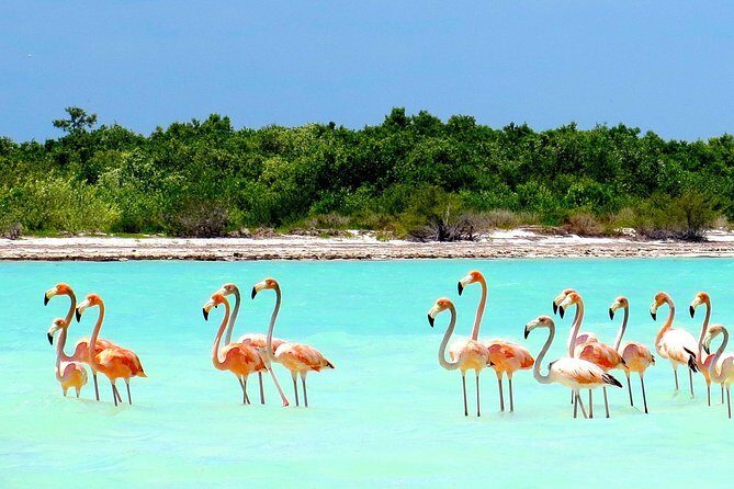 Holbox plus Island Magic by boat Tour from Cancun - The Itinerary: A Detailed Breakdown