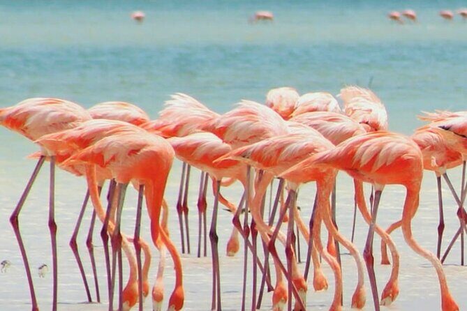 Holbox plus Island Magic by boat Tour from Cancun - The Sum Up