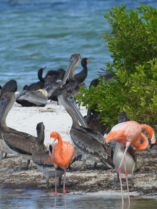 Holbox: Sunrise Kayak Tour through the Mangroves - An Honest Look at the Experience