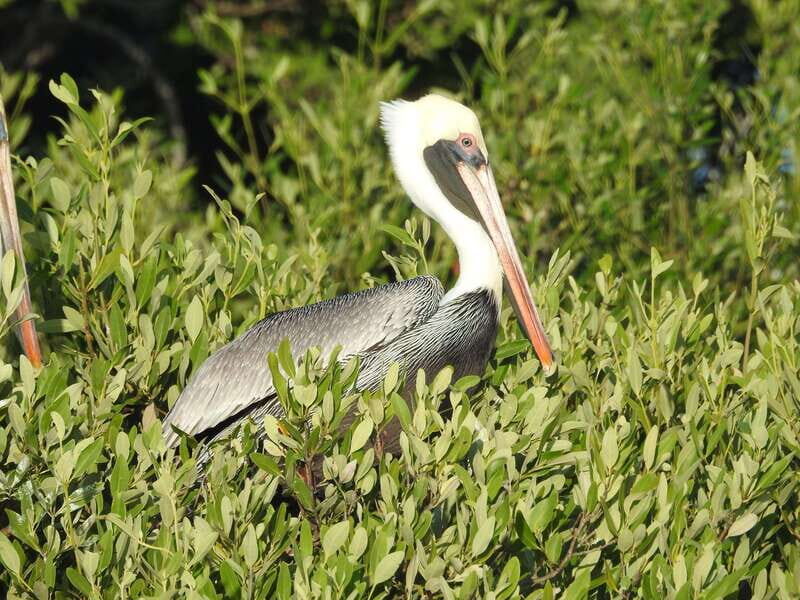 Holbox: Sunrise Kayak Tour through the Mangroves - What’s Included and What’s Not