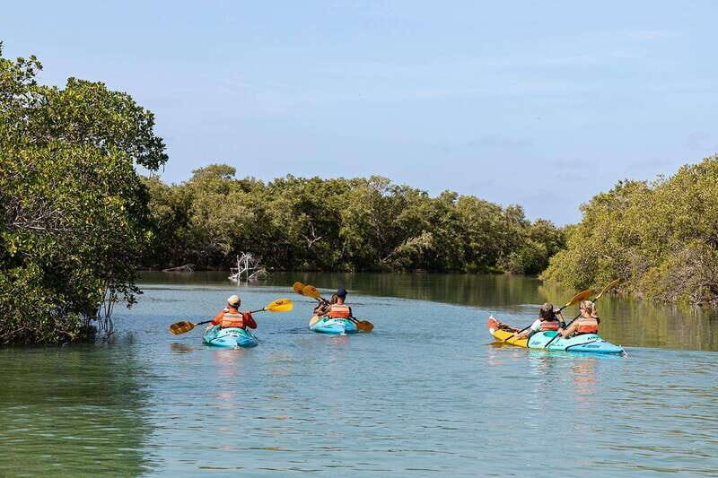 Holbox: Sunrise Kayak Tour through the Mangroves - How the Tour Really Feels
