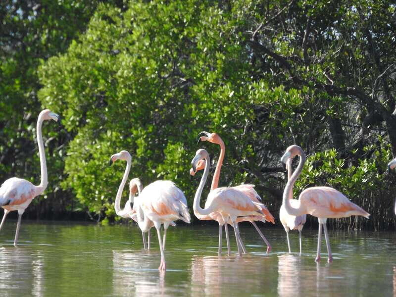 Holbox: Sunrise Kayak Tour through the Mangroves - Who Should Consider This Tour?