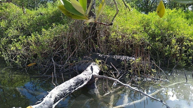Holbox: Sunrise Kayak Tour through the Mangroves - The Sum Up