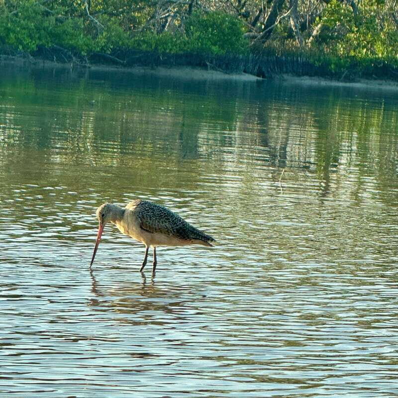 Holbox: Sunrise & Mangrove Kayak Tour - Practical Details and Considerations