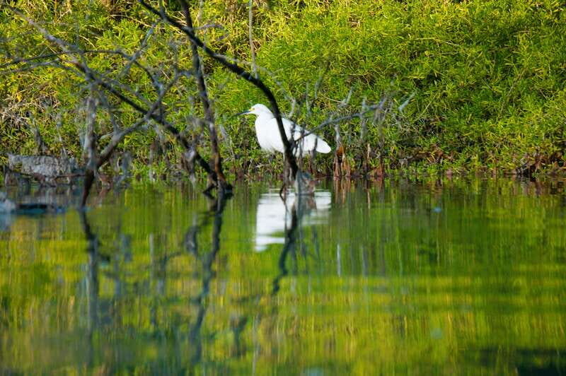 Holbox: Sunrise & Mangrove Kayak Tour - FAQs