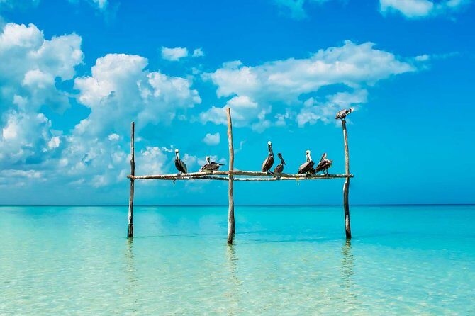 Holbox Tour - Island & Cenote from Cancun and Playa del Carmen - The Sum Up