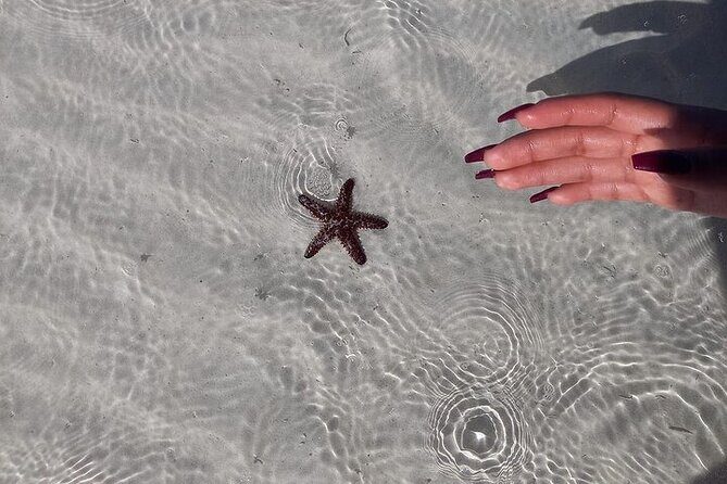 Holbox Tour Punta Mosquito from Cancun - Authentic Feedback Highlights