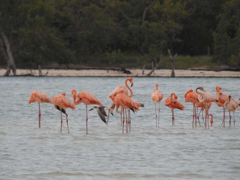 Holbox: Yalahau, Passion Island and Punta Mosquito Boat Tour - Introduction: Why This Tour Might Be Your Best Choice
