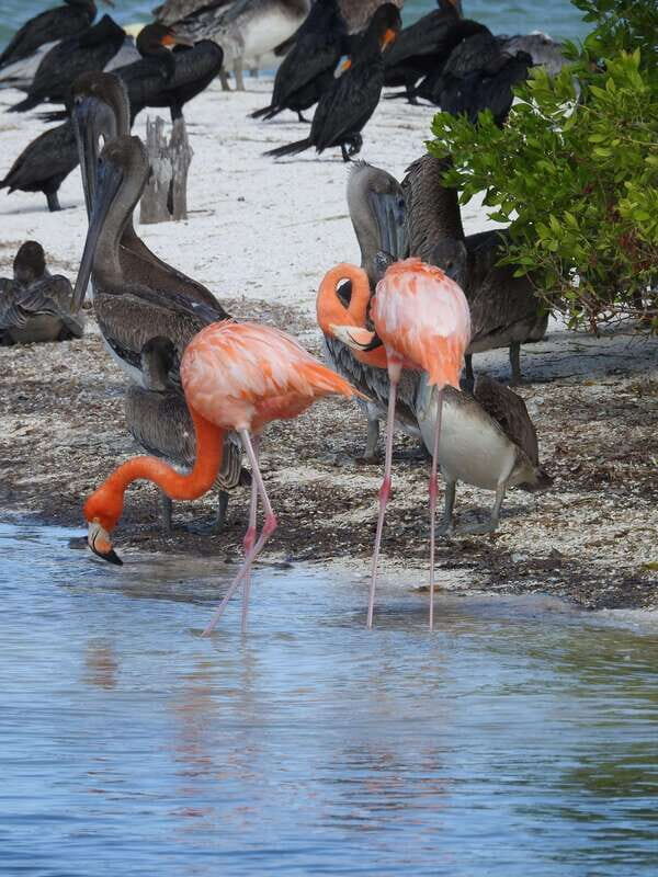 Holbox: Yalahau, Passion Island and Punta Mosquito Boat Tour - The Value of the Tour