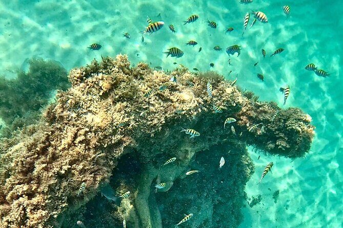 Hollywood Snorkel, Kayak & Paddleboard with Reefs and Sculptures - What This Tour Offers and Why It Matters
