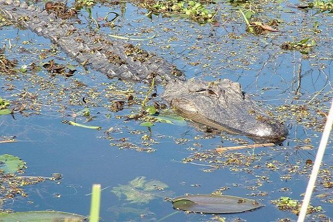Honey Island Swamp Boat Tour - An In-Depth Look at the Honey Island Swamp Tour