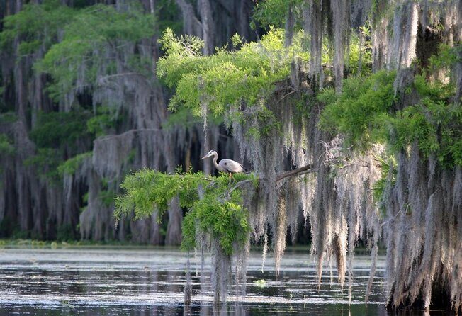 Honey Island Swamp Boat Tour with Transportation from New Orleans - Key Points