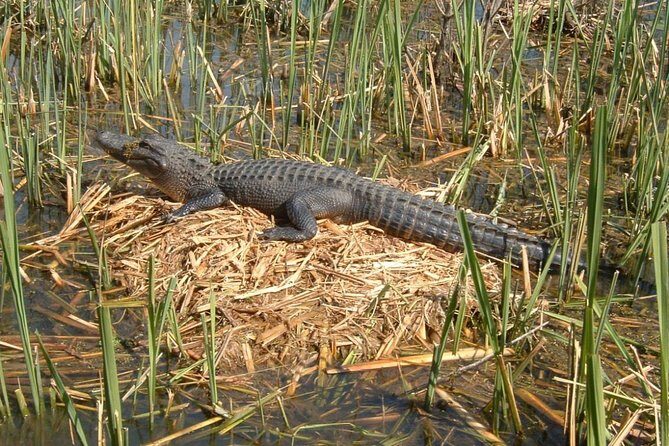 Honey Island Swamp Boat Tour with Transportation from New Orleans - Analyzing the Tour: What to Expect