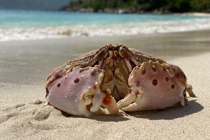 Honeymoon Beach Eco Hike and Snorkel - The Itinerary: What to Expect from Start to Finish