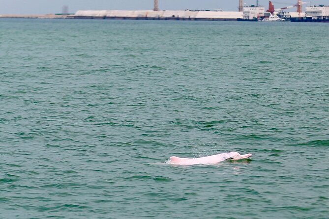 Hong Kong Dolphin Watch Tour - What’s Included, and What’s Not?