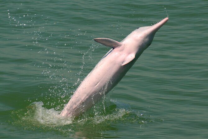 Hong Kong Dolphin Watch Tour - Who Will Enjoy This Tour the Most?