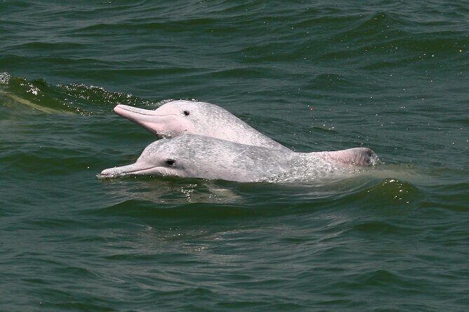 Hong Kong Dolphin Watch Tour - FAQ