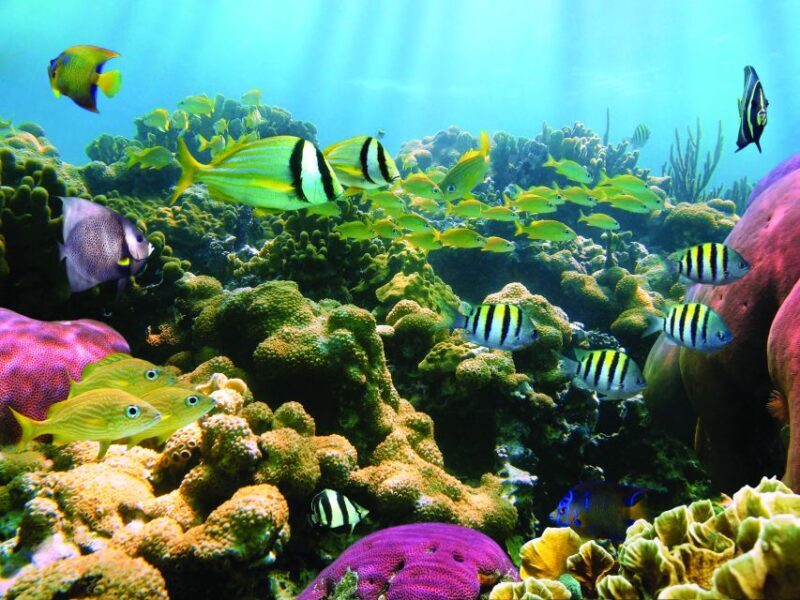 Honokohau: Kona Snorkel and Sail with Drinks and Snacks - Practical Details and Tips