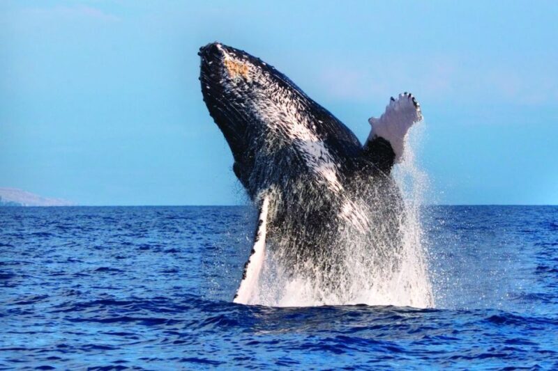 Honokohau: Kona Whale Watching Catamaran Cruise - An In-Depth Look at the Kona Whale Watching Catamaran Cruise