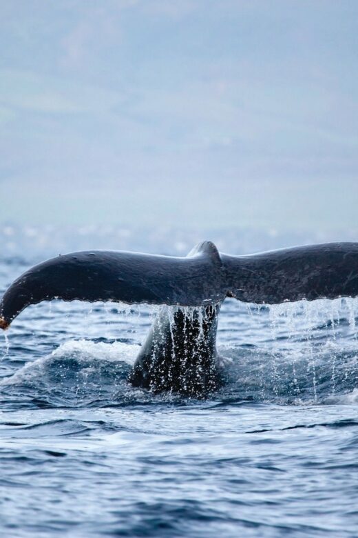 Honokohau: Kona Whale Watching Catamaran Cruise - Final Thoughts