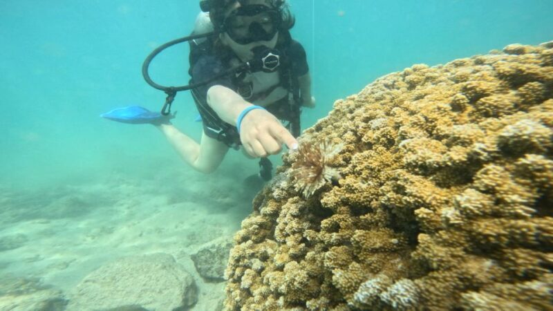 Honolulu: Beginner Scuba Diving Tour With Free Videos - Practical Details: What You Need to Know