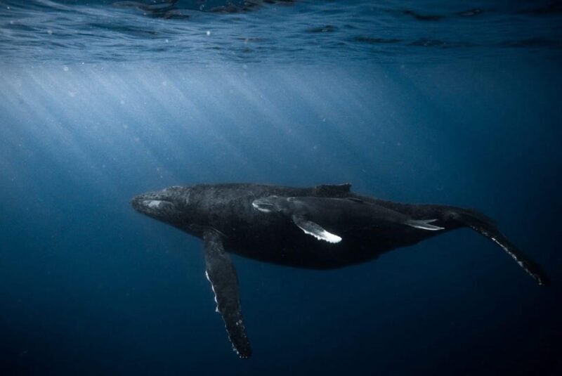Honolulu: Discover Scuba Diving Experience - Key Points