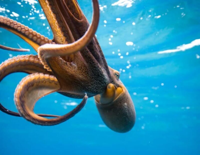 Honolulu: Discover Scuba Diving Experience - Practical Tips for Participants