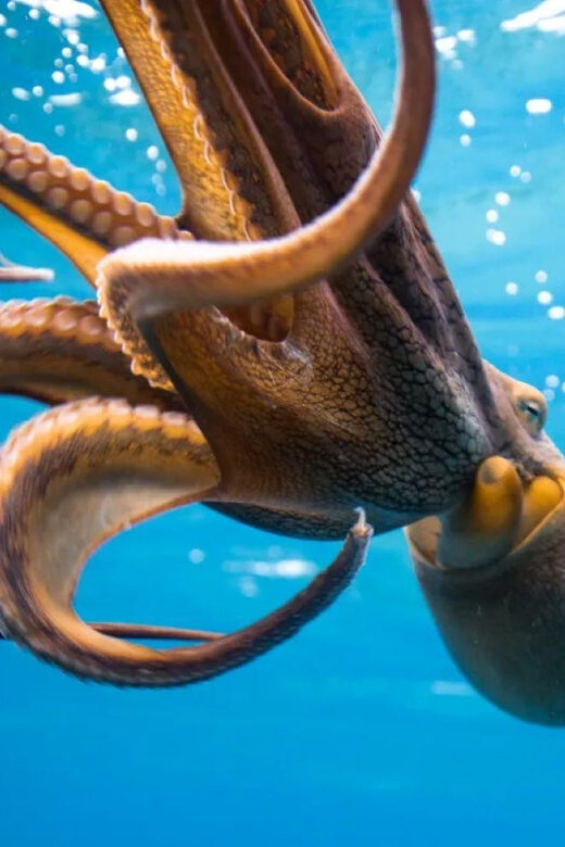 Honolulu: Discover Scuba Diving Experience - In Summary: Is It Worth It?