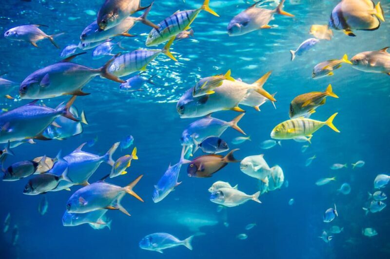 Honolulu: Glass Bottom Boat Tour along Oahu's South Shore - An Honest Look at the Glass Bottom Experience