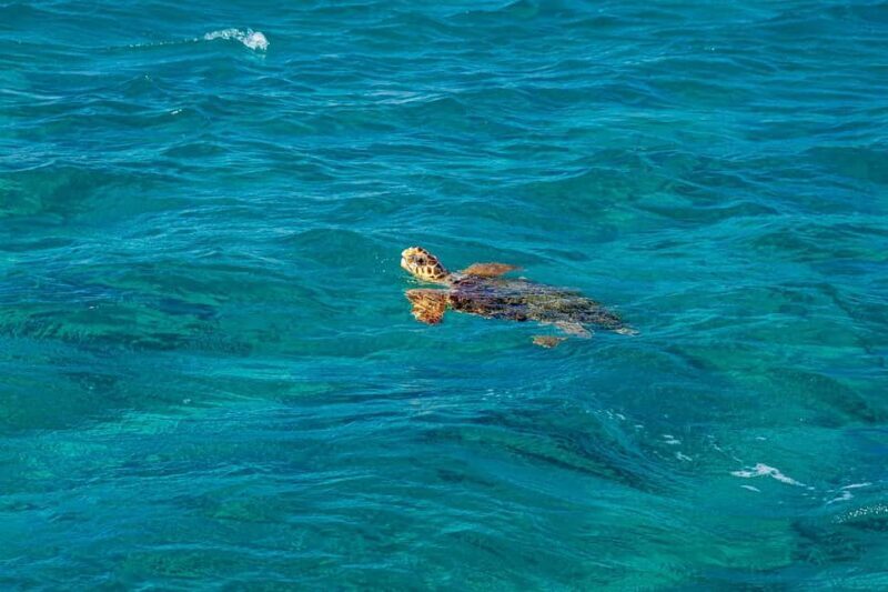 Honolulu: Hanauma Bay Snorkeling Experience w/ Hotel Pickup - Key Points
