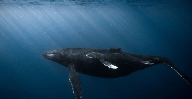 Honolulu: Scuba Diving for Certified Divers - An Honest Look at the Honolulu Scuba Diving Tour