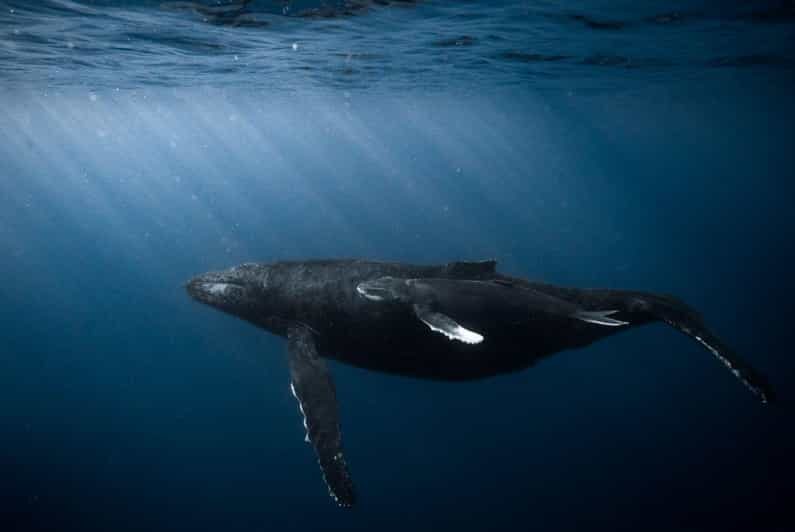 Honolulu: Scuba Diving for Certified Divers - FAQs