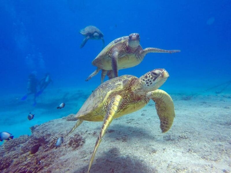 Honolulu: Sunset Snorkeling and Fireworks Cruise - What to Expect from the Honolulu Sunset Snorkeling and Fireworks Cruise